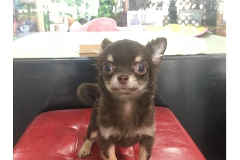 成約済の京都府のチワワ(ロングコート)-84624の5枚目