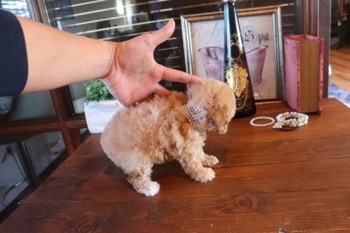 成約済の埼玉県のティーカッププードル-87345の2枚目