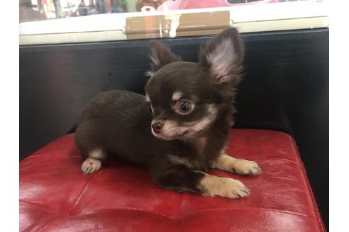 成約済の京都府のチワワ(ロングコート)-84624の4枚目