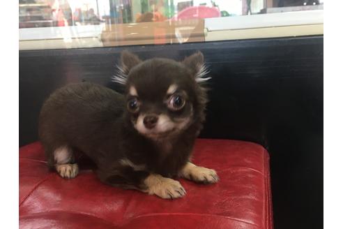 成約済の京都府のチワワ(ロングコート)-84624の3枚目