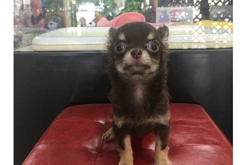 成約済の京都府のチワワ(ロングコート)-84624の2枚目