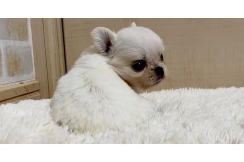 成約済の香川県のミックス犬-87358の2枚目
