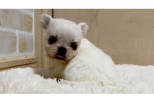 成約済の香川県のミックス犬-87358の1枚目