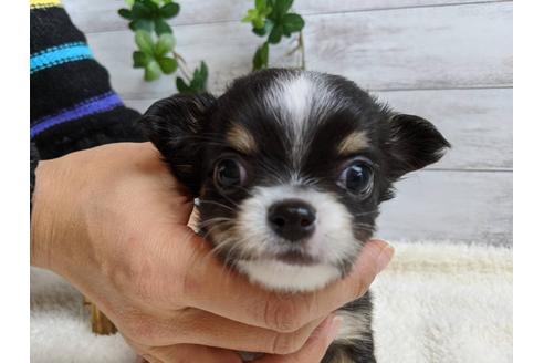 成約済の静岡県のチワワ(ロングコート)-85566の1枚目