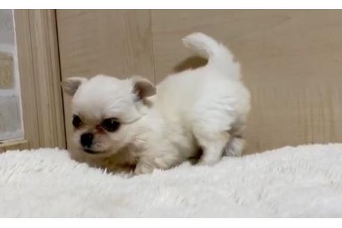 成約済の香川県のミックス犬-87360の2枚目