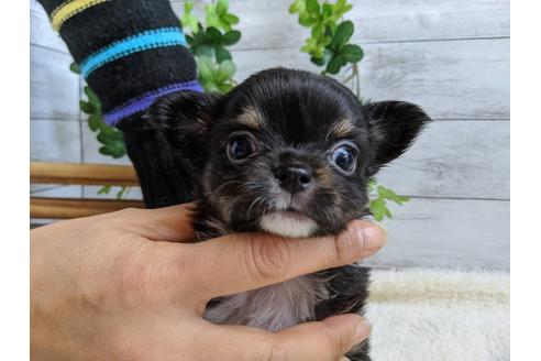 成約済の静岡県のチワワ(ロングコート)-85565の1枚目