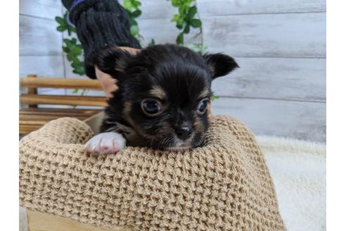 成約済の静岡県のチワワ(ロングコート)-85565の3枚目