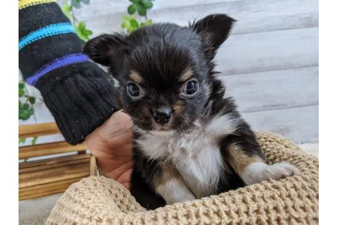 成約済の静岡県のチワワ(ロングコート)-85565の2枚目