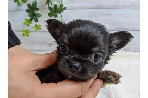 成約済の静岡県のチワワ(ロングコート)-85564の1枚目