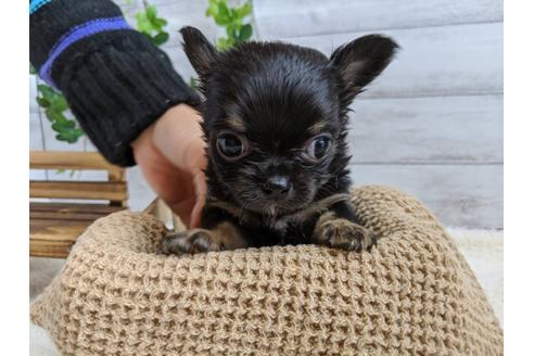 成約済の静岡県のチワワ(ロングコート)-85564の2枚目