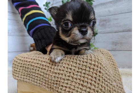 成約済の静岡県のチワワ(ロングコート)-85563の3枚目