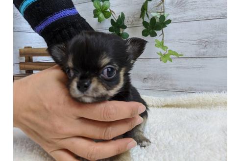 成約済の静岡県のチワワ(ロングコート)-85563の1枚目