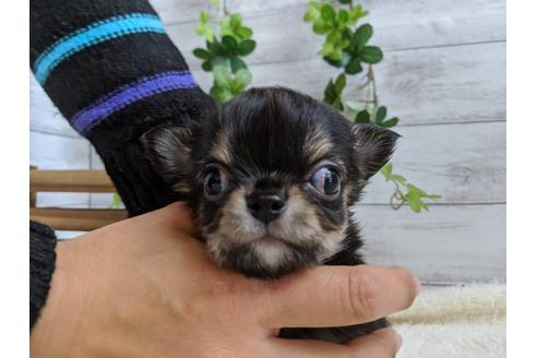 成約済の静岡県のチワワ(ロングコート)-85563の2枚目