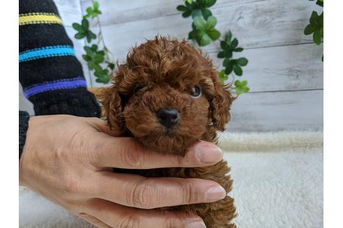 成約済の静岡県のトイプードル-85570の4枚目