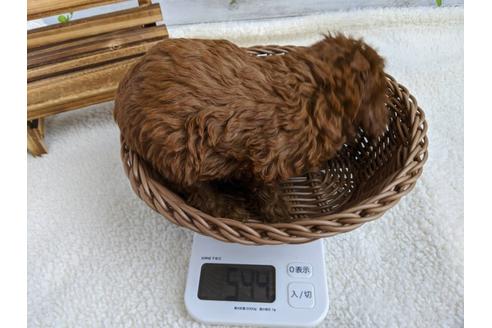 成約済の静岡県のトイプードル-85570の3枚目