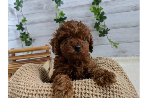 成約済の静岡県のトイプードル-85570の2枚目