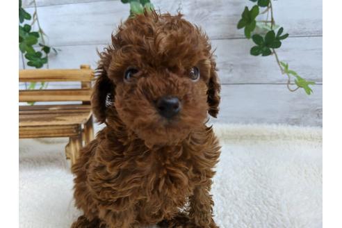 成約済の静岡県のトイプードル-85570