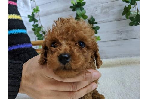 成約済の静岡県のトイプードル-85567の5枚目