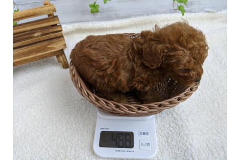 成約済の静岡県のトイプードル-85567の4枚目