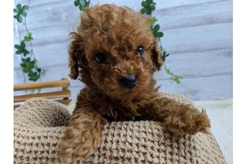 成約済の静岡県のトイプードル-85567の3枚目