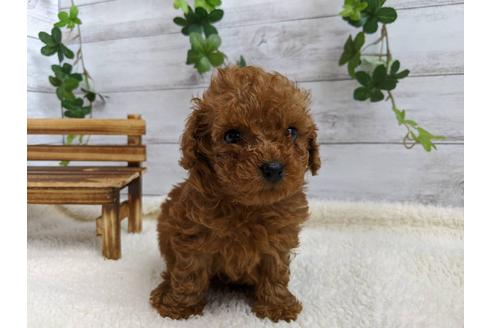 成約済の静岡県のトイプードル-85567の2枚目