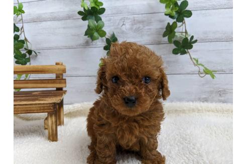 成約済の静岡県のトイプードル-85567