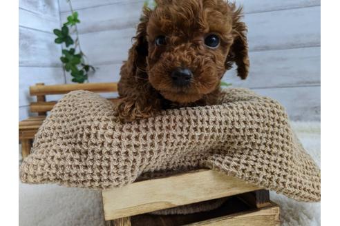 成約済の静岡県のトイプードル-85569