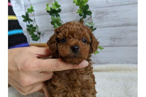 成約済の静岡県のトイプードル-85568