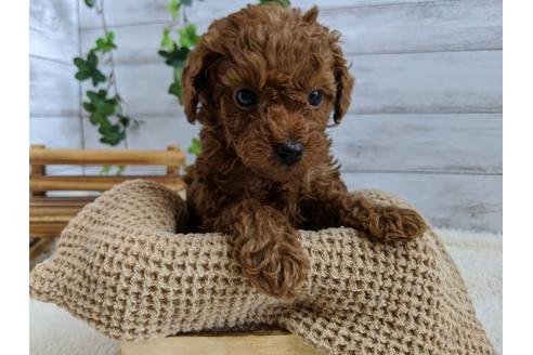 成約済の静岡県のトイプードル-85568の2枚目