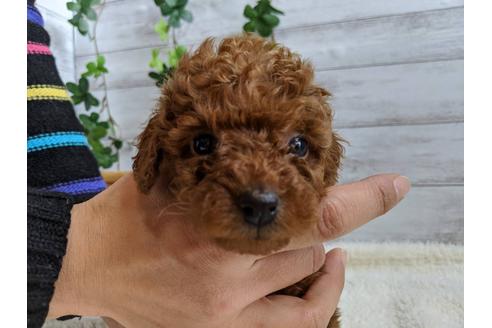 成約済の静岡県のトイプードル-85571の3枚目