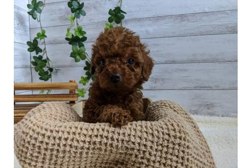 成約済の静岡県のトイプードル-85571の1枚目