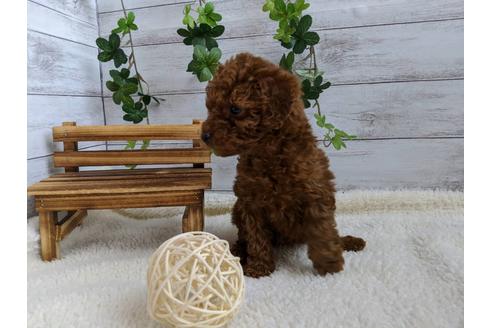 成約済の静岡県のトイプードル-85571の2枚目