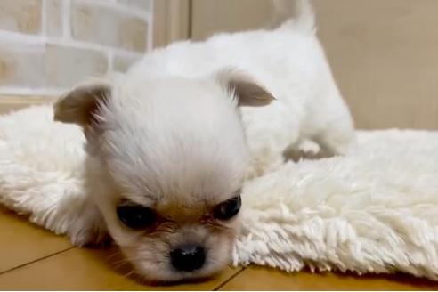 成約済の香川県のミックス犬-87360の1枚目