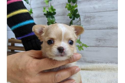 成約済の静岡県のチワワ(ロングコート)-85572の1枚目