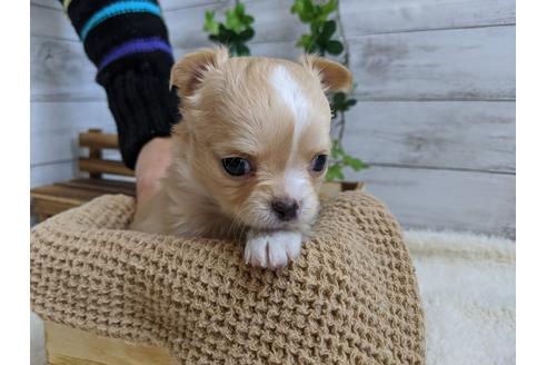 成約済の静岡県のチワワ(ロングコート)-85572の3枚目