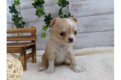 成約済の静岡県のチワワ(ロングコート)-85572の2枚目