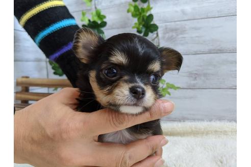 成約済の静岡県のチワワ(ロングコート)-85575の4枚目