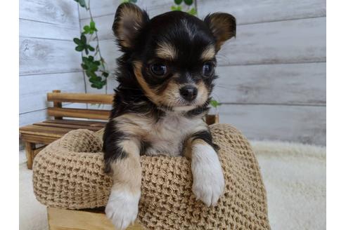 成約済の静岡県のチワワ(ロングコート)-85575の1枚目