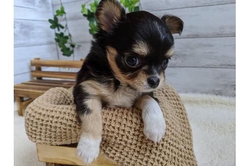 成約済の静岡県のチワワ(ロングコート)-85575の3枚目