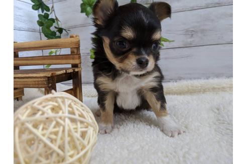 成約済の静岡県のチワワ(ロングコート)-85575の2枚目