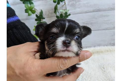 成約済の静岡県のチワワ(ロングコート)-85576の3枚目