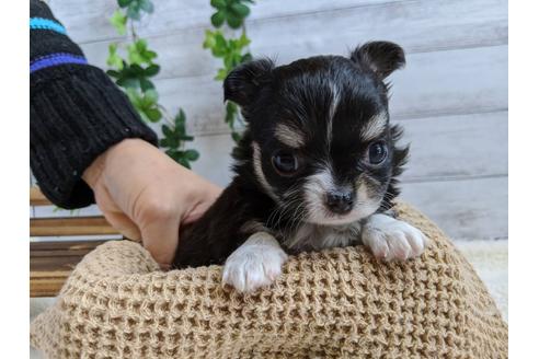 成約済の静岡県のチワワ(ロングコート)-85576の2枚目