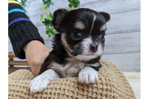 成約済の静岡県のチワワ(ロングコート)-85576の1枚目