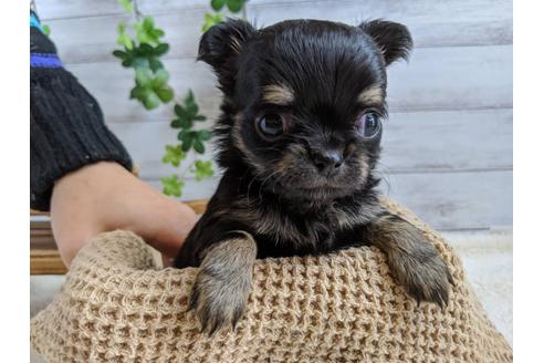 成約済の静岡県のチワワ(ロングコート)-85574の1枚目