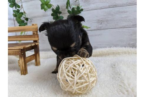 成約済の静岡県のチワワ(ロングコート)-85574の4枚目