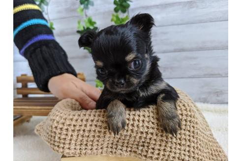 成約済の静岡県のチワワ(ロングコート)-85574の3枚目