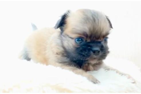 成約済の香川県のミックス犬-87367の2枚目