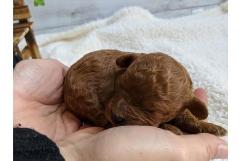 成約済の静岡県のトイプードル-87369の8枚目