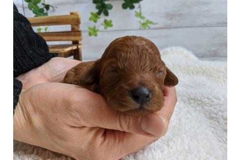 成約済の静岡県のトイプードル-87372の6枚目
