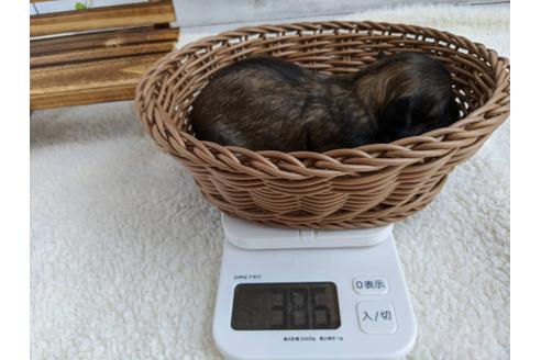 成約済の静岡県のチワワ(ロングコート)-87374の8枚目